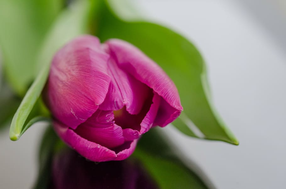 bloom, flower, pink, purple, tulip, nature, petal, plant, close-up HD wallpaper