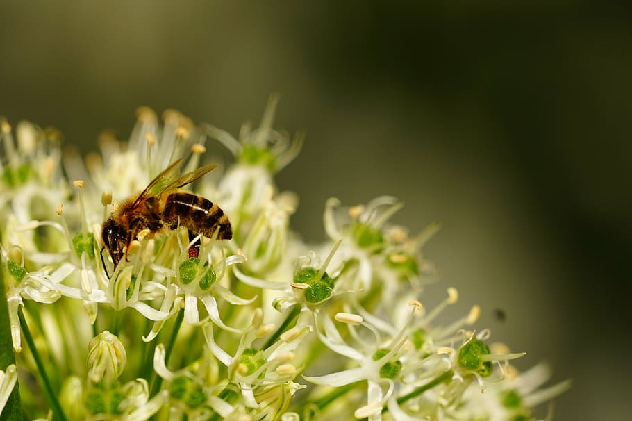 bee, blossom, bloom, sprinkle, pollination, insect, nectar HD wallpaper