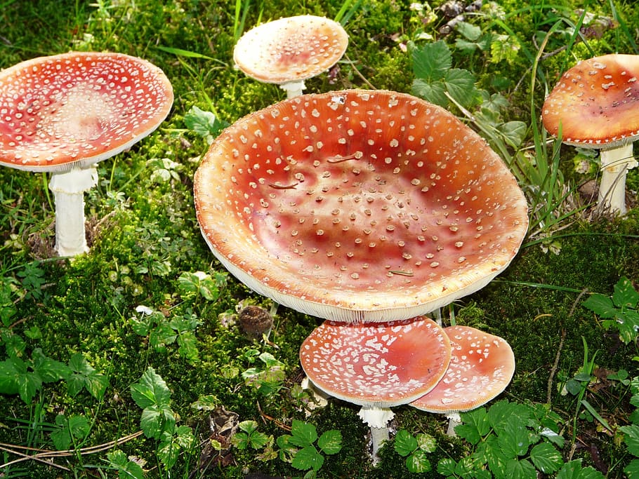 fly agaric, grass, meadow, nature, mushrooms, autumn, landscape HD wallpaper