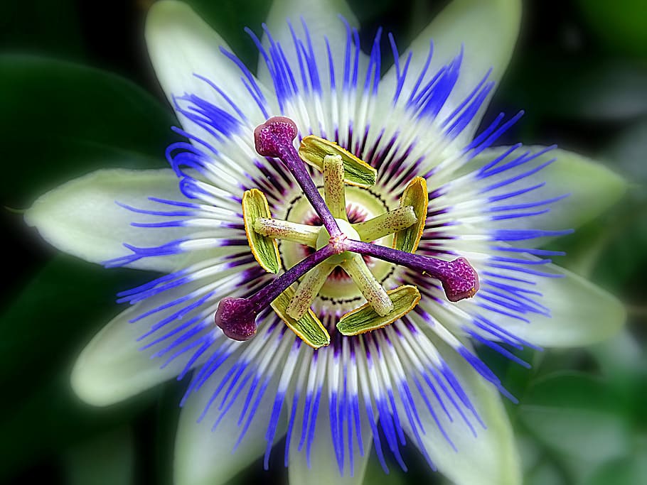 nature, flower, summer, flora, garden, exotic, flowering plant HD wallpaper