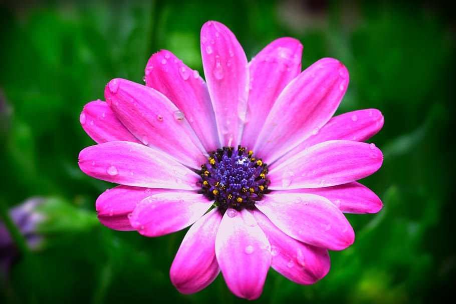 daisy, flower, spring, pink, drops, dew, flowering plant, fragility HD wallpaper