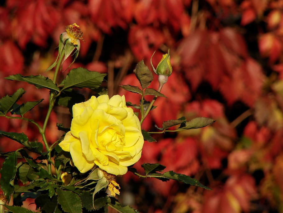 yellow rose, flower, green leaves, red, nature, natural, flora HD wallpaper