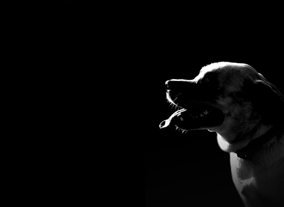 dog, black, white, pet, animal, one animal, mammal, animal themes HD wallpaper