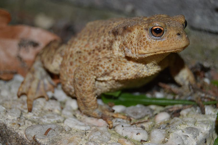 frog, eyes, animals, animal themes, one animal, animal wildlife HD wallpaper