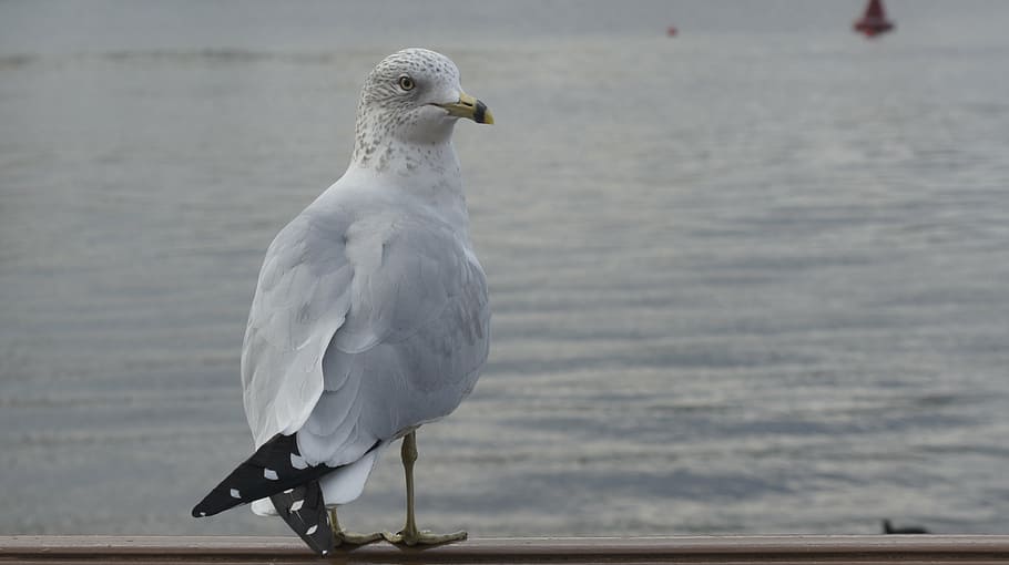 seagull, bird, water, nature, vertebrate, animal themes, one animal HD wallpaper