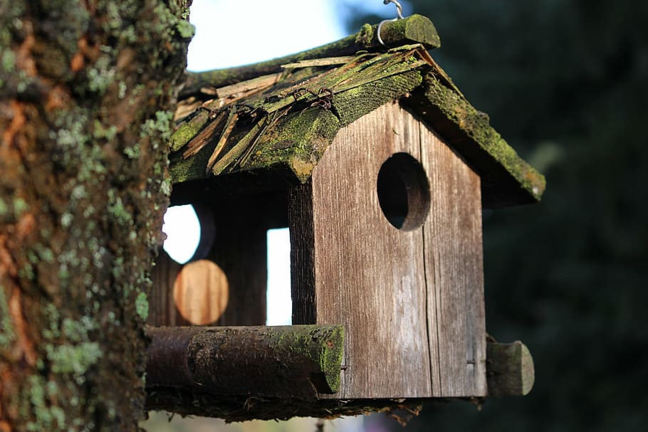 aviary, tree, wood, wildfowl, feed, winter, bird, birds, birdhouse HD wallpaper