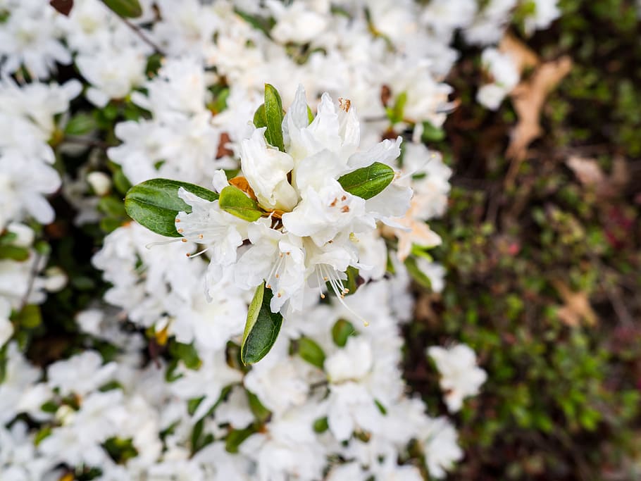 White Flowers, green, leaves, Macro, Nature, Spring, Summer, springtime HD wallpaper