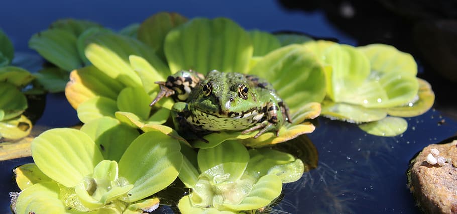 frog, pond, garden pond, water, aquatic plant, animal, green HD wallpaper