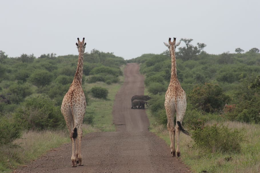 Giraffe, Elephant, Nature, Safari, wildlife, south africa, kruger national park HD wallpaper