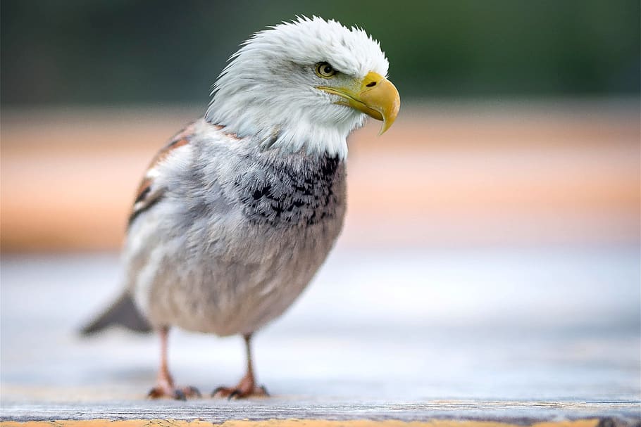 composing, bird, animal world, nature, bill, sparrow, adler HD wallpaper