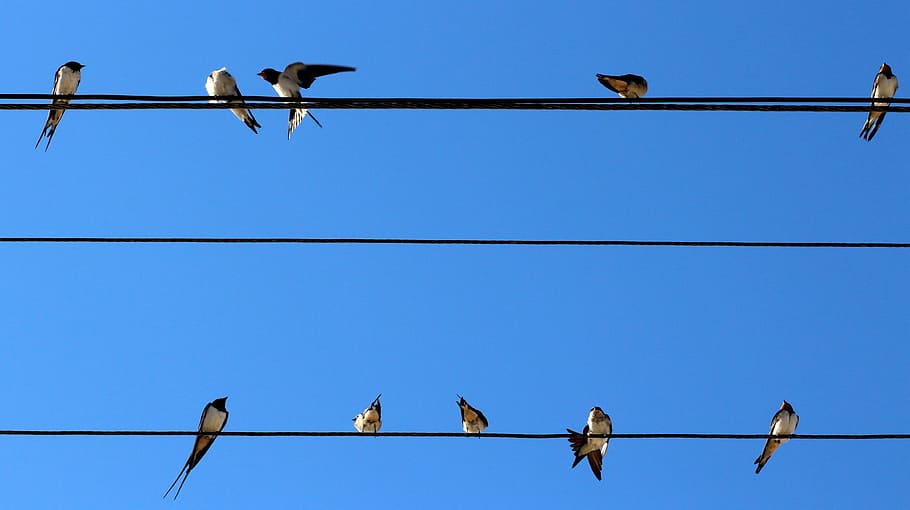 flock of Swallows perching on cable wire during daytime, birds