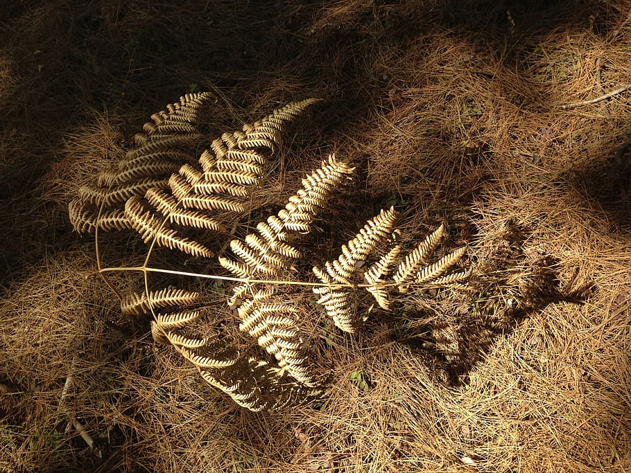 the leaves, fern, light, plant, no people, growth, land, field HD wallpaper