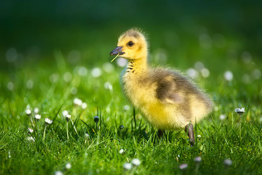 yellow and black duckling selective photo, goslings, chicks HD wallpaper