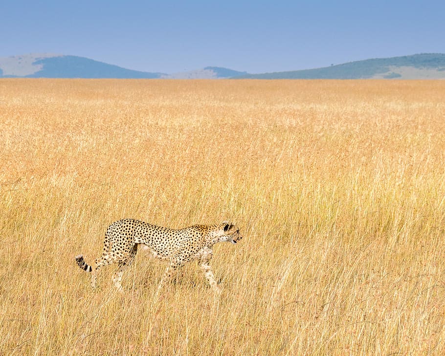 cheetah walking on brown field during daytime, leopard on brown field HD wallpaper