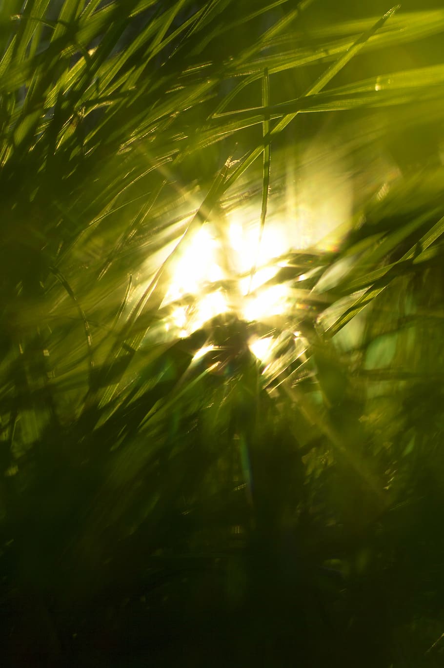 grass, sun, nature, art, meadow, green, plant, beauty in nature HD wallpaper