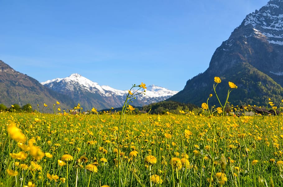 spring, glarus, spring meadow, bloom, mountains, alpine, switzerland, HD wallpaper