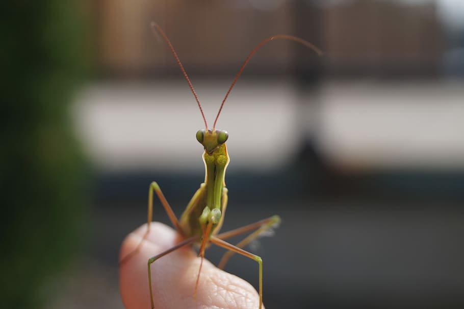 Praying Mantis, Bug, Nature, Insect, outdoor, wildlife, macro HD wallpaper