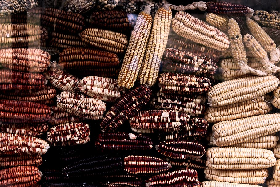assorted corns, bunch, brown, black, white, grain, field, farm HD wallpaper