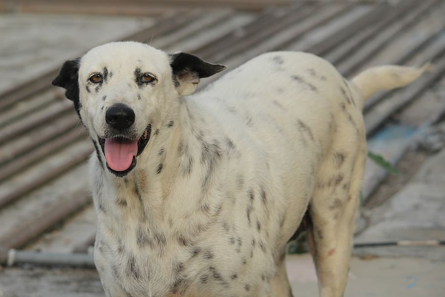 Dog, Stray, Bicolour, one animal, looking at camera, animal themes HD wallpaper