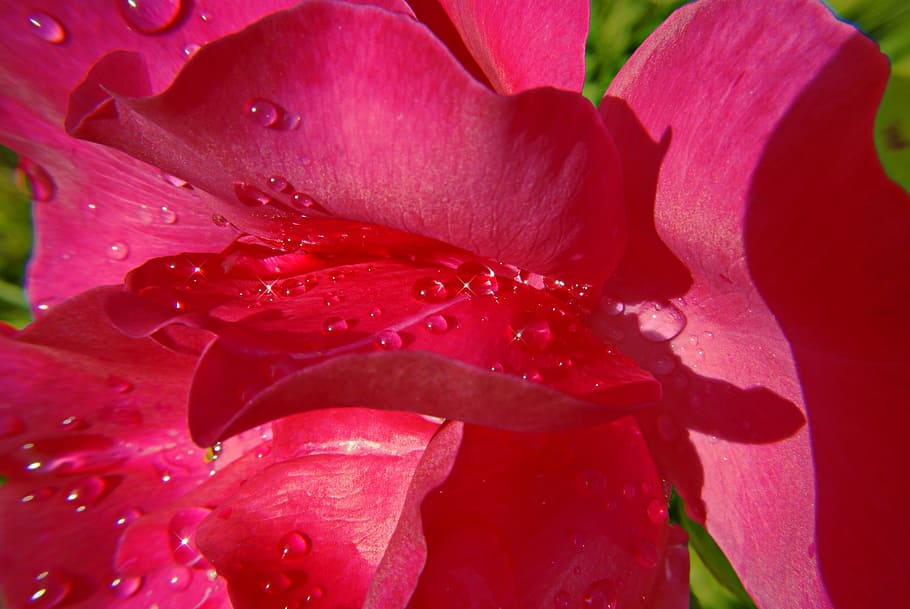 Pink, Rosebush, Flowers, Dew, Nature, petals, red, pink color HD wallpaper