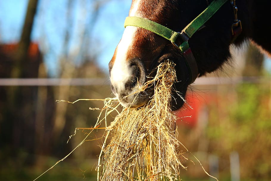 horse eating hay during daytime, foal, brown, foot, brown mold