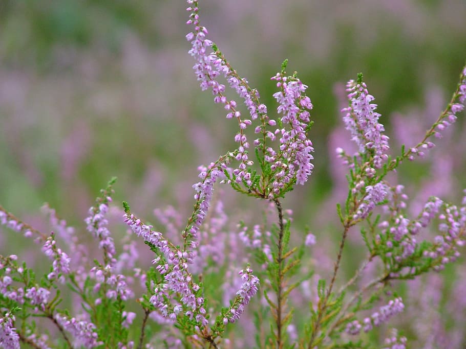 purple cluster flower in selective focus photography, heather HD wallpaper