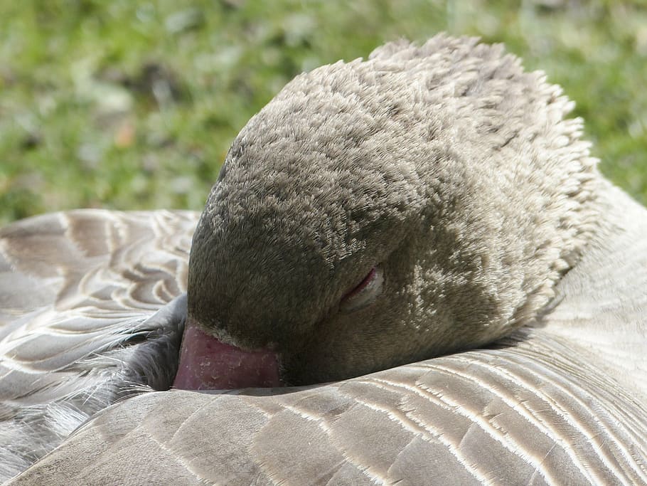 bean goose, sleeping, feathered, animal, water bird, nature HD wallpaper