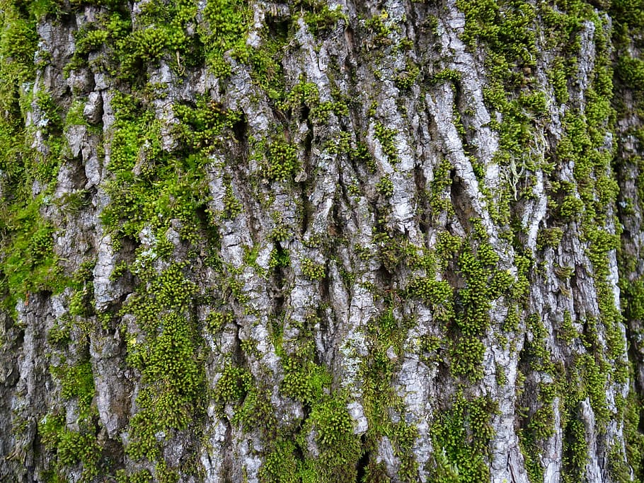 log, moss, bark, net bark, bemoost, nature, plant, background HD wallpaper
