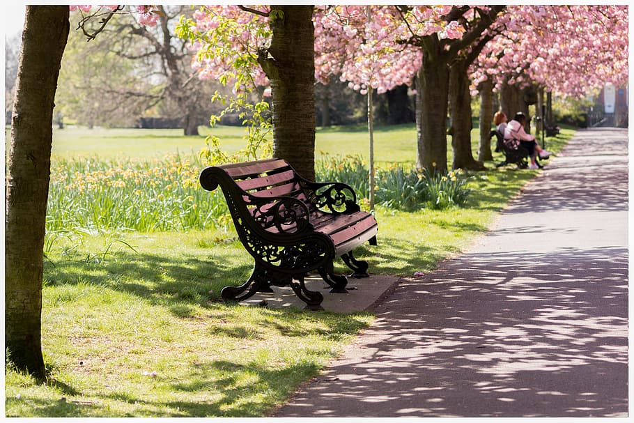 photo of black metal bench beside road, park, nature, spring, HD wallpaper