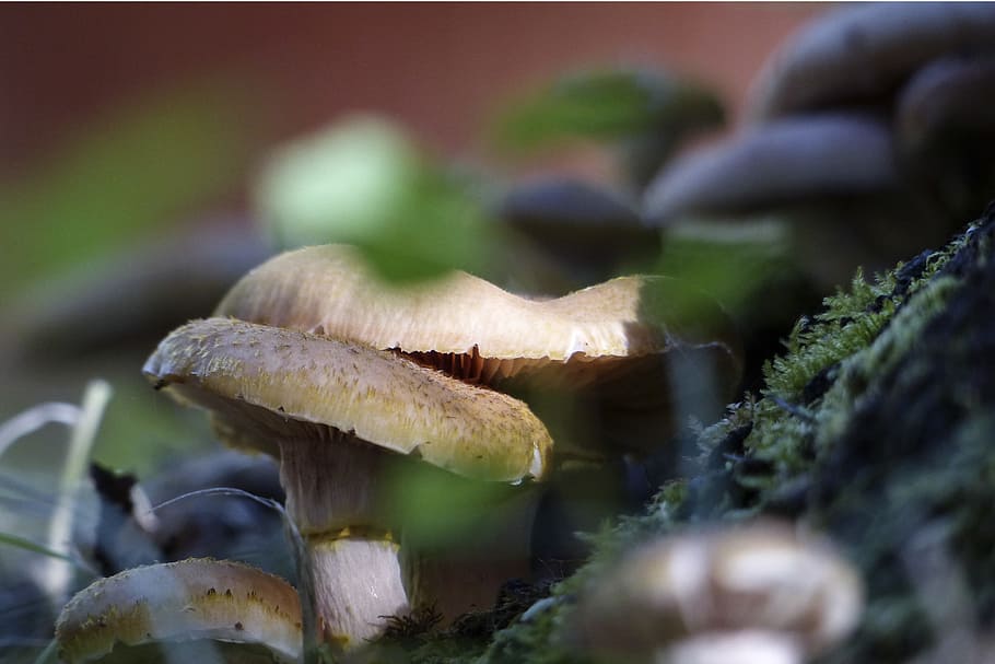 Wild, Mushroom, Poisoned, Nature, Toxic, forest, close-up, plant HD wallpaper