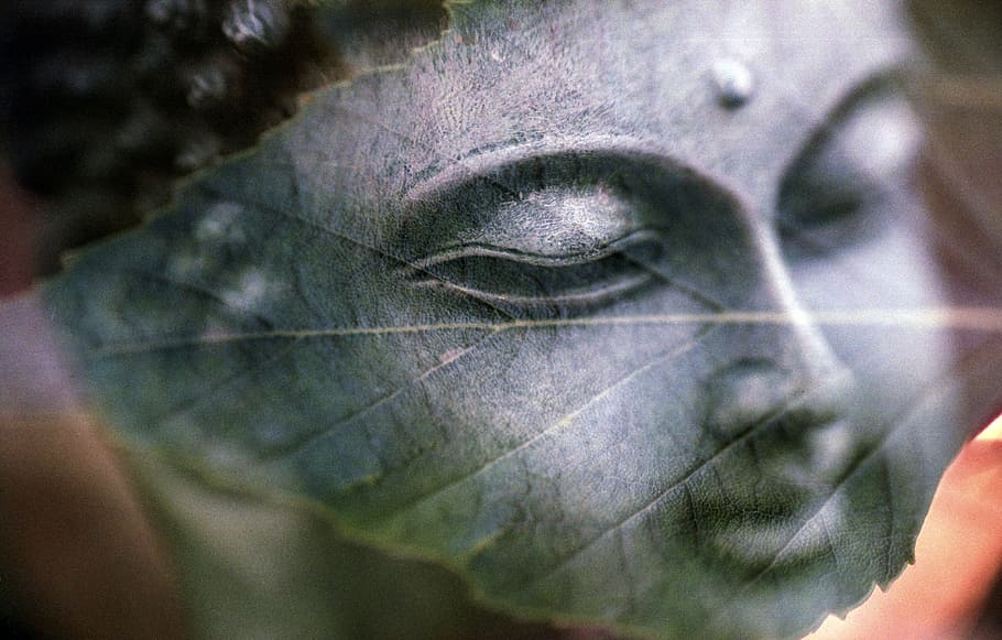 Buddha head illustration, leaf, all is one, religion, buddhist HD wallpaper