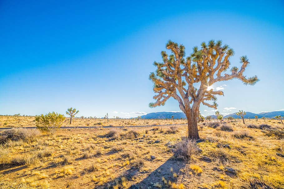 landscape photo of savanna, green trees on land, joshua tree HD wallpaper