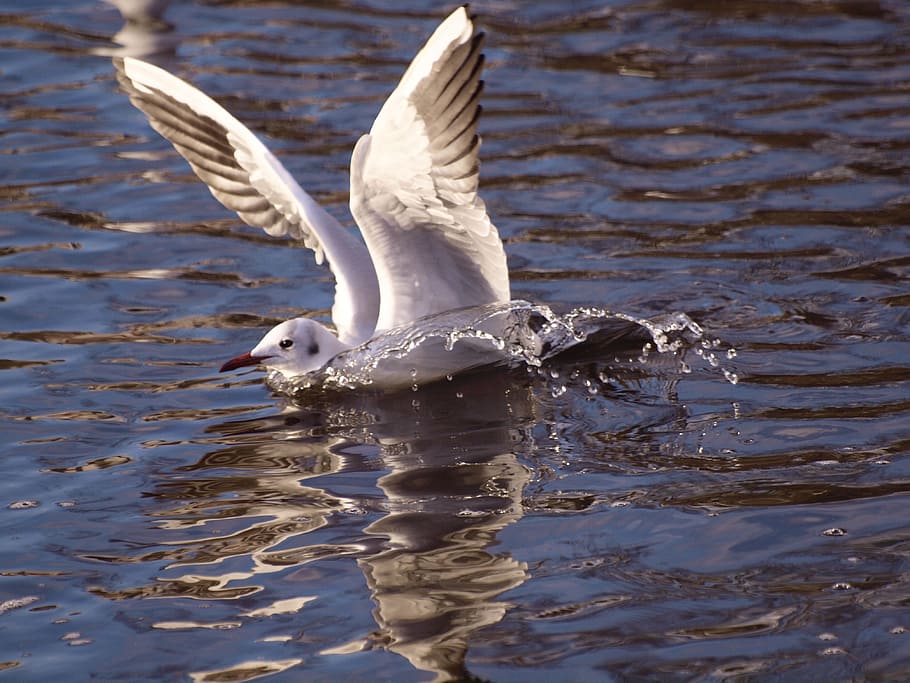 Seagull, Water, Animals, Spetters, bird, nature, flying, wildlife HD wallpaper