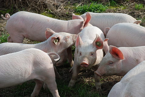 eight pigs standing on grass field, Piglet, Cute, Animals, Sweet HD wallpaper