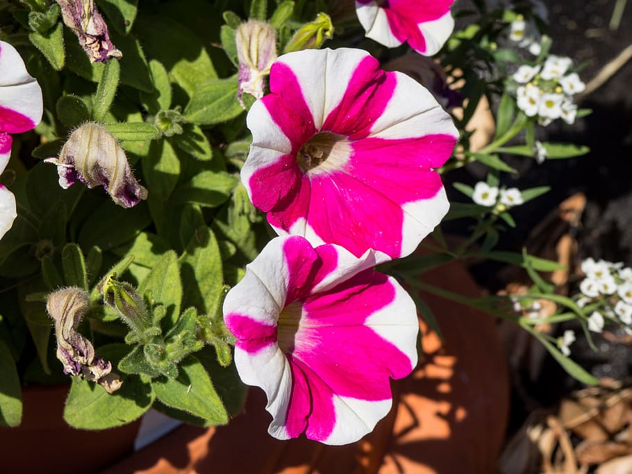 Pink and White Striped Flowers, garden, green, leaves, red, Macro HD wallpaper