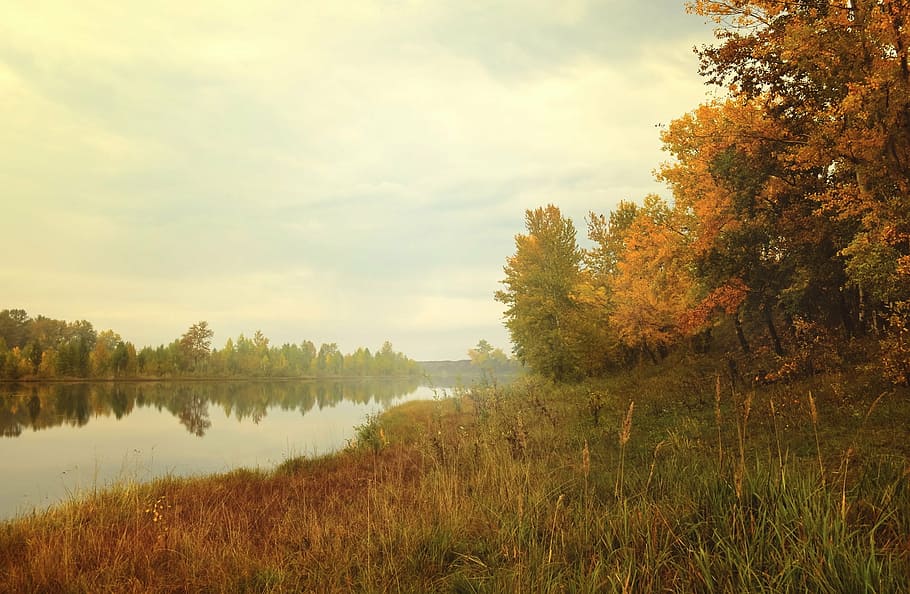 river in between trees under white clouds and blue sky, forest HD wallpaper