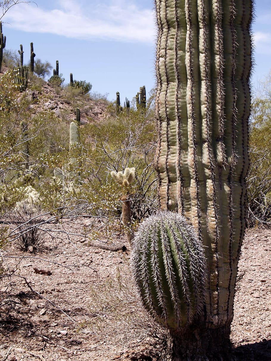 desert, landscape, cactus, plant, nature, got, dry, scenery HD wallpaper