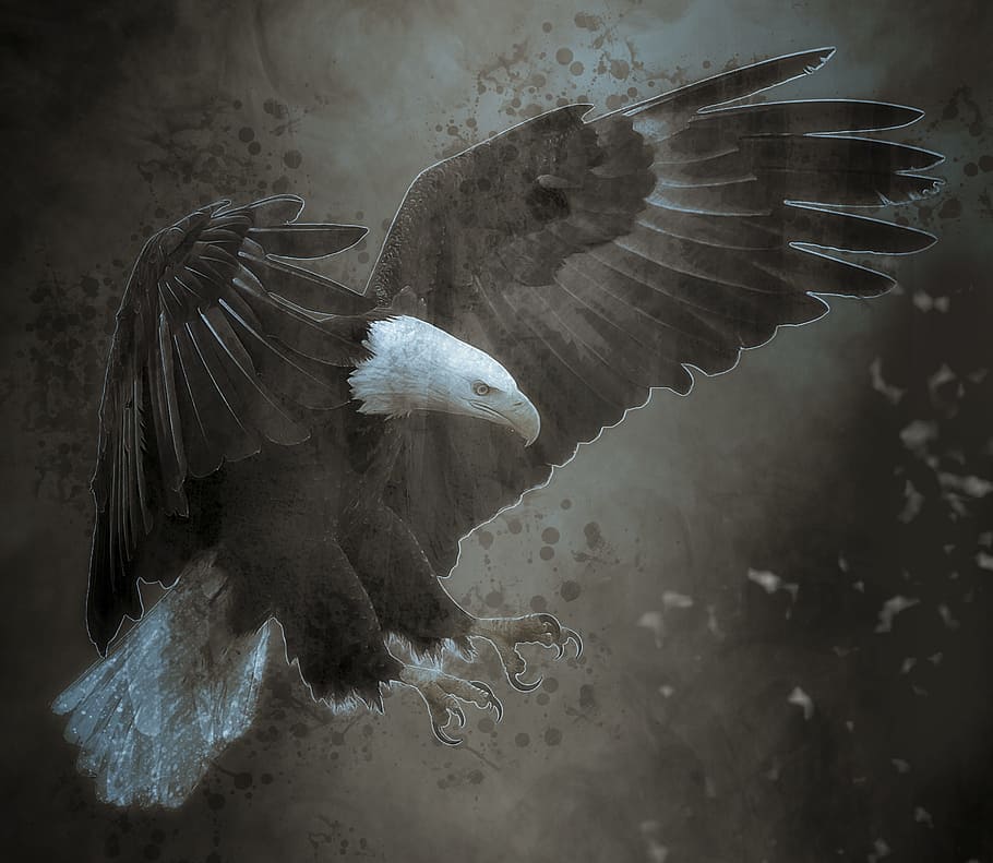 bald eagle illustration, animal, bird, raptor, nature, portrait HD wallpaper