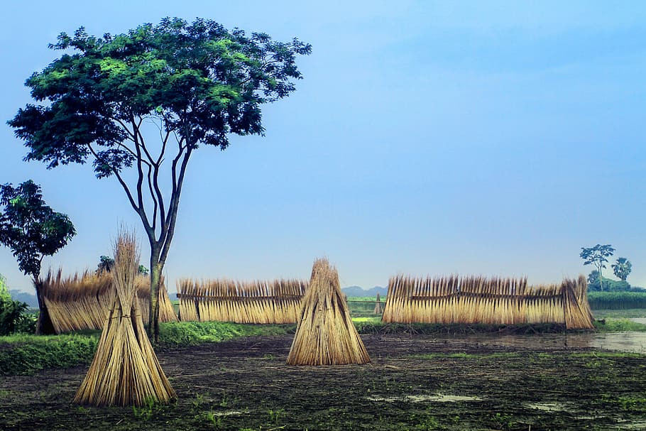 brown hay near green tree, green tree, thatch, africa, harvest HD wallpaper