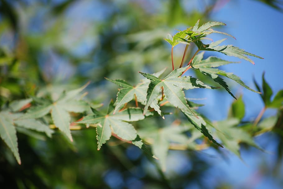 maple, garden, leaves, tree, green, japan, japanese maple, maple leaves HD wallpaper