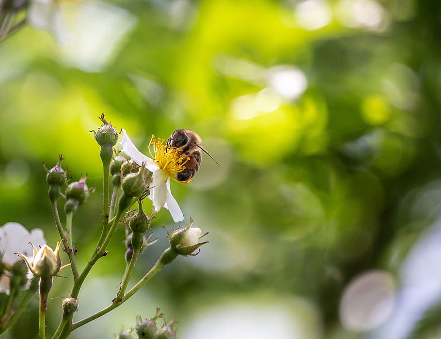 bee, wild rose, blossom, bloom, nectar, close up, honey bee HD wallpaper