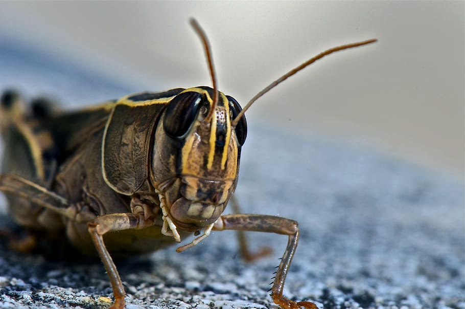 grasshopper, insect, animal, nature, close, one animal, animal wildlife HD wallpaper