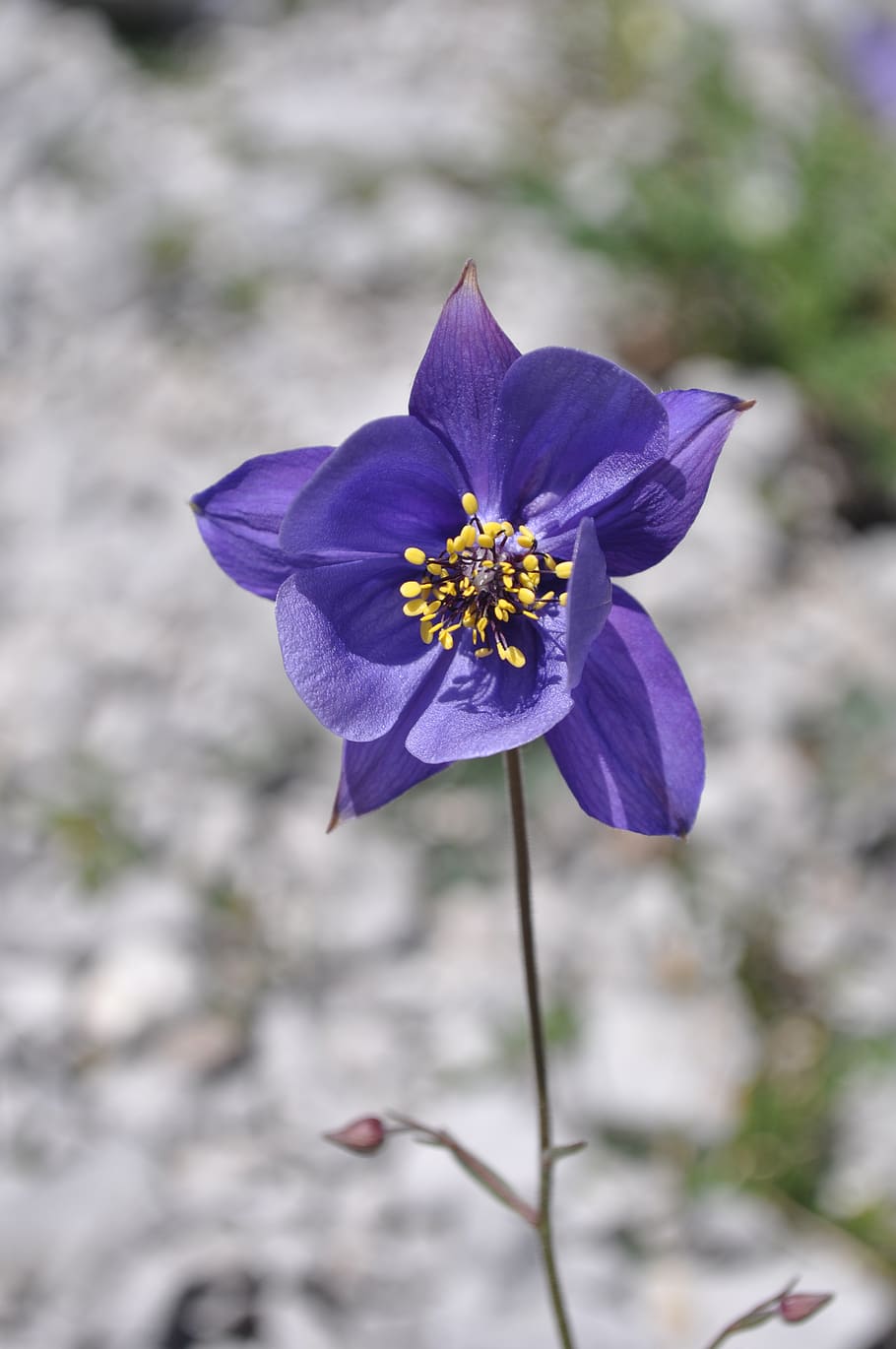 flower, mountain, spring, blue, outdoors, highlands, peace HD wallpaper