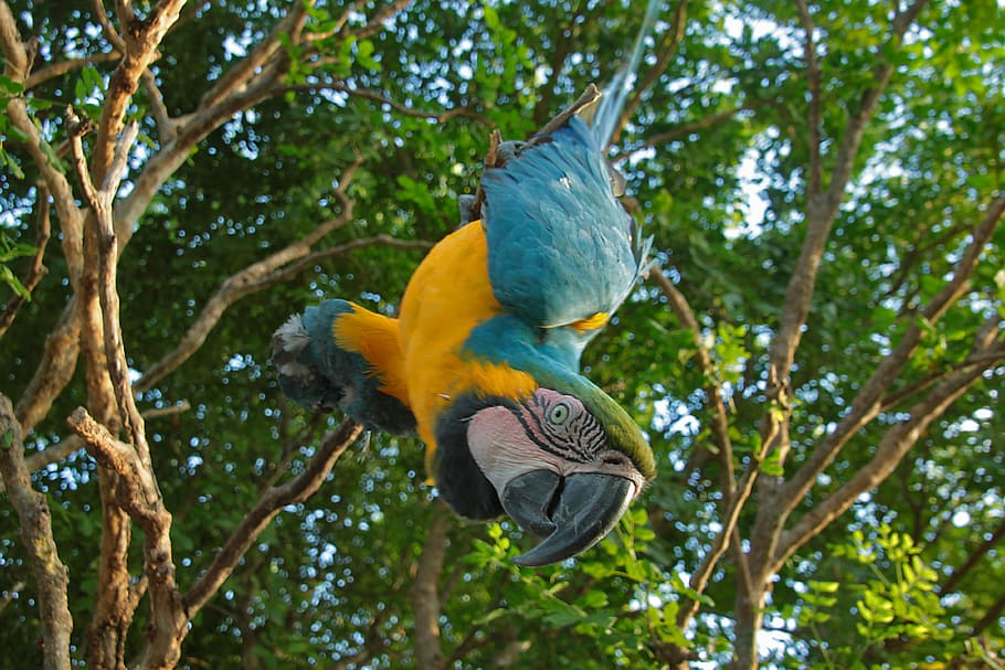 tree, nature, wood, leaf, park, tropical, summer, jungle, parrot HD wallpaper