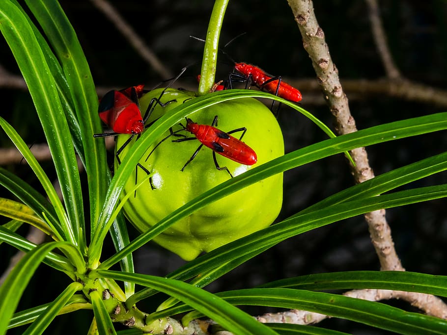 beetle, red, crawl, close, plant, animal themes, green color HD wallpaper