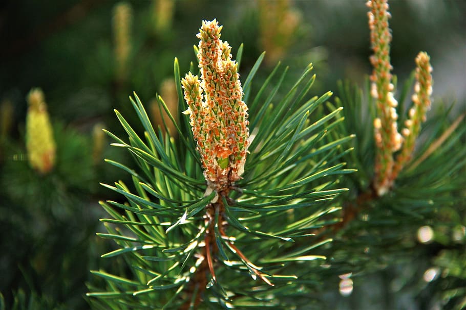 pine, forest, trees, nature, russia, coniferous tree, needles HD wallpaper