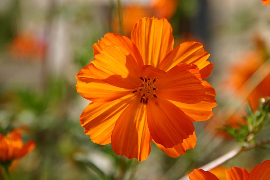 flower, orange, happy, bright, nature, spring, floral, colorful HD wallpaper
