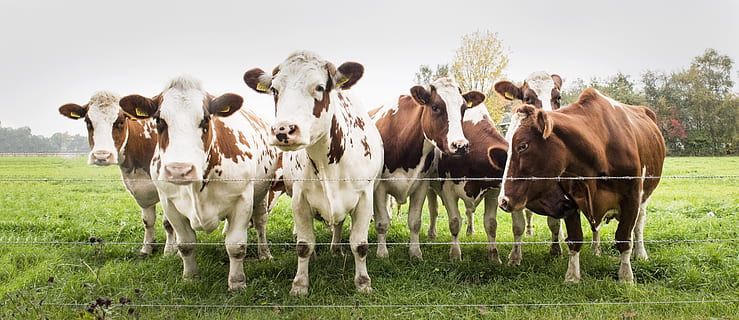 brown-and-white cattles on green field, cows, meadow, landscape HD wallpaper