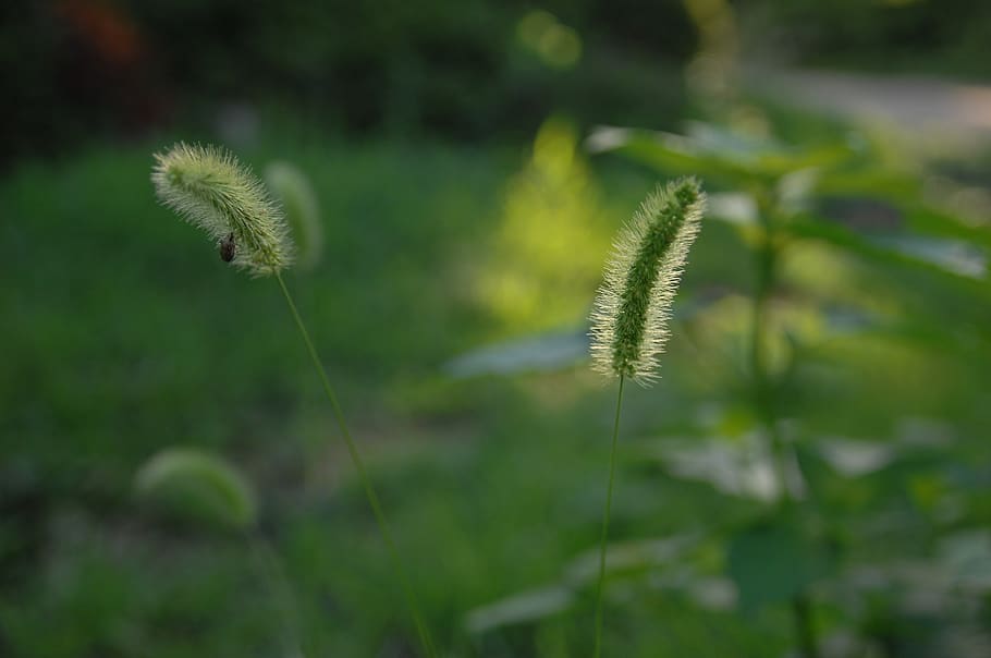 foxtail, sunshine, backlight, plant, growth, beauty in nature HD wallpaper