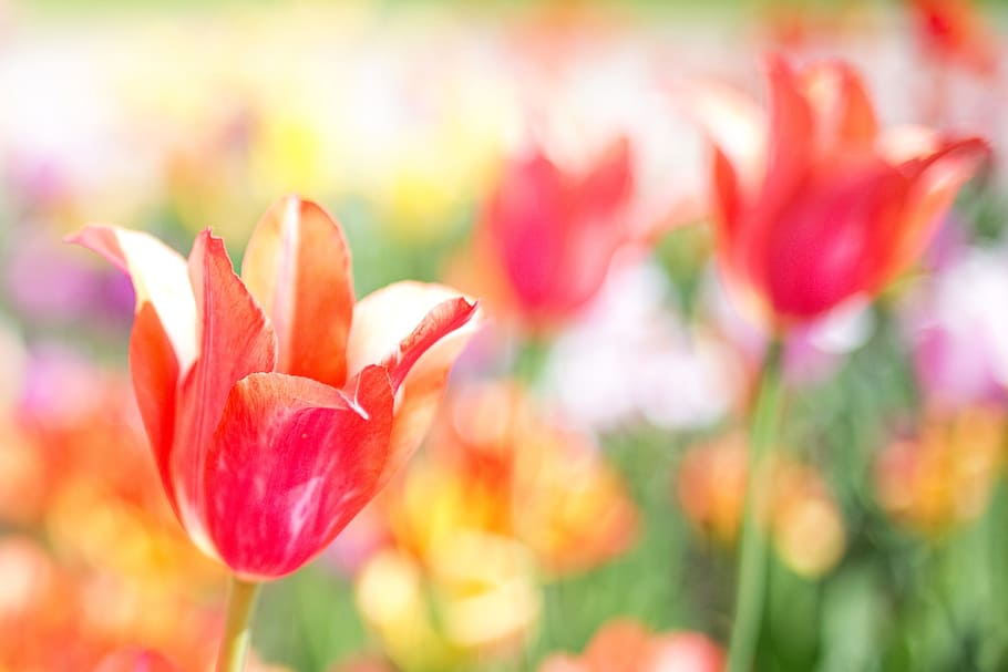 red tulip flower selective-focus photography, Tulips, Pink HD wallpaper